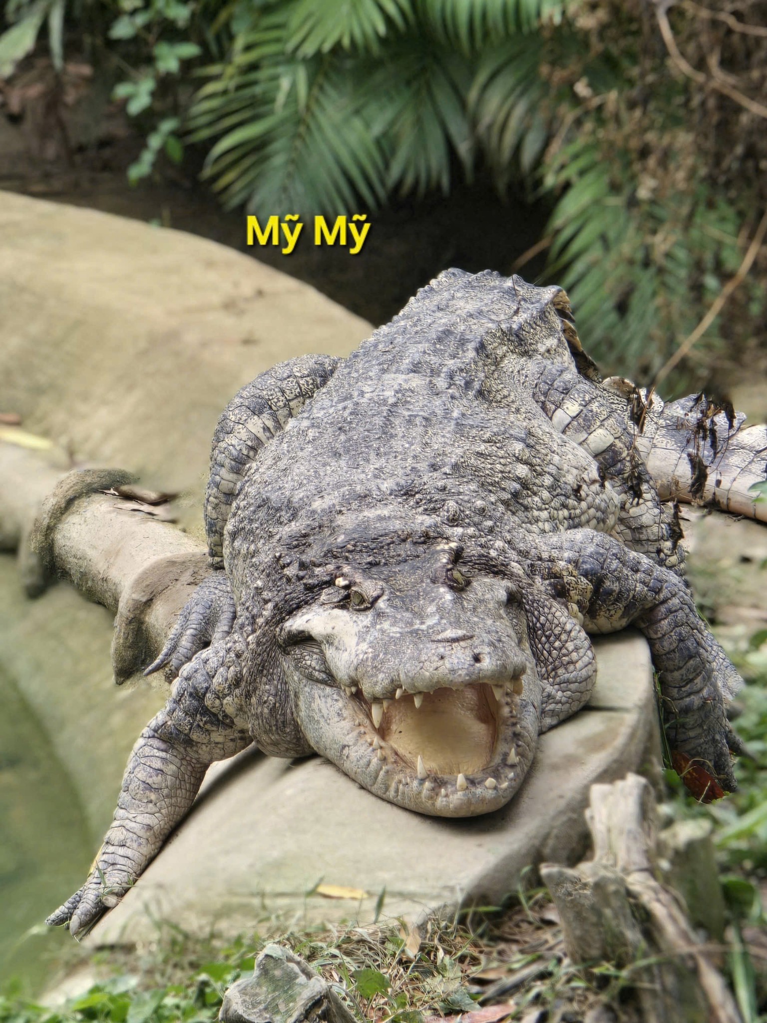 "Nằm im cũng dính đạn": Cá sấu Thảo Cầm Viên được rửa oan và lại gây bão mạng- Ảnh 2. "Nằm im cũng dính đạn": Cá sấu Thảo Cầm Viên được rửa oan và lại gây bão mạng- Ảnh 2.