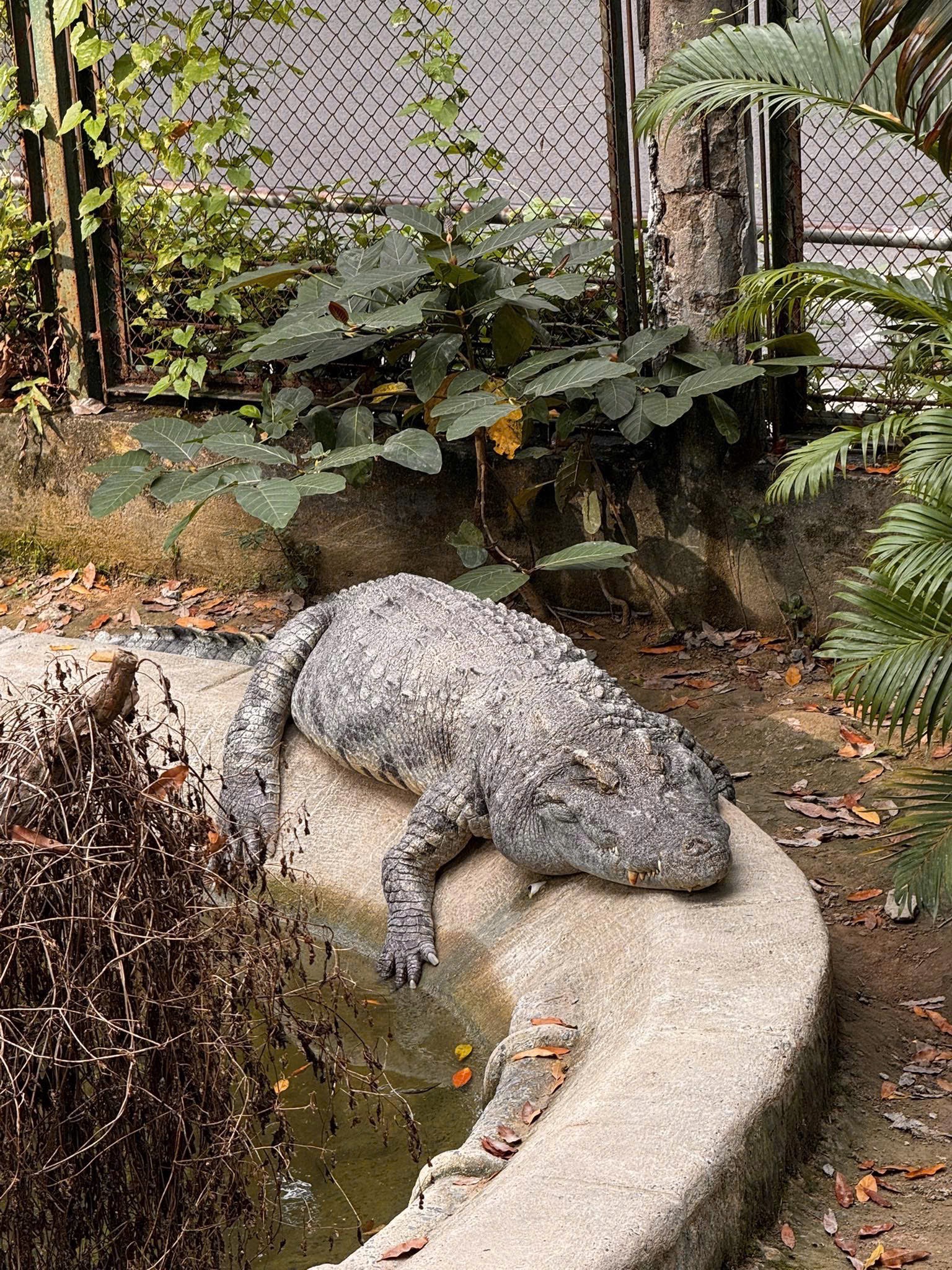 "Nằm im cũng dính đạn": Cá sấu Thảo Cầm Viên được rửa oan và lại gây bão mạng- Ảnh 3. "Nằm im cũng dính đạn": Cá sấu Thảo Cầm Viên được rửa oan và lại gây bão mạng- Ảnh 3.