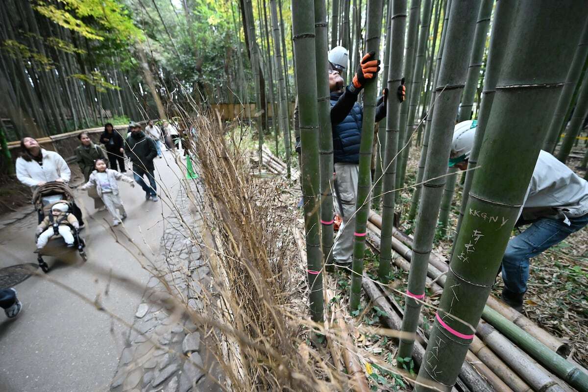 Du khách khắc bậy chi chít vào rừng tre biểu tượng, Nhật Bản đưa ra quyết định sốc- Ảnh 2. Du khách khắc bậy chi chít vào rừng tre biểu tượng, Nhật Bản đưa ra quyết định sốc- Ảnh 2.
