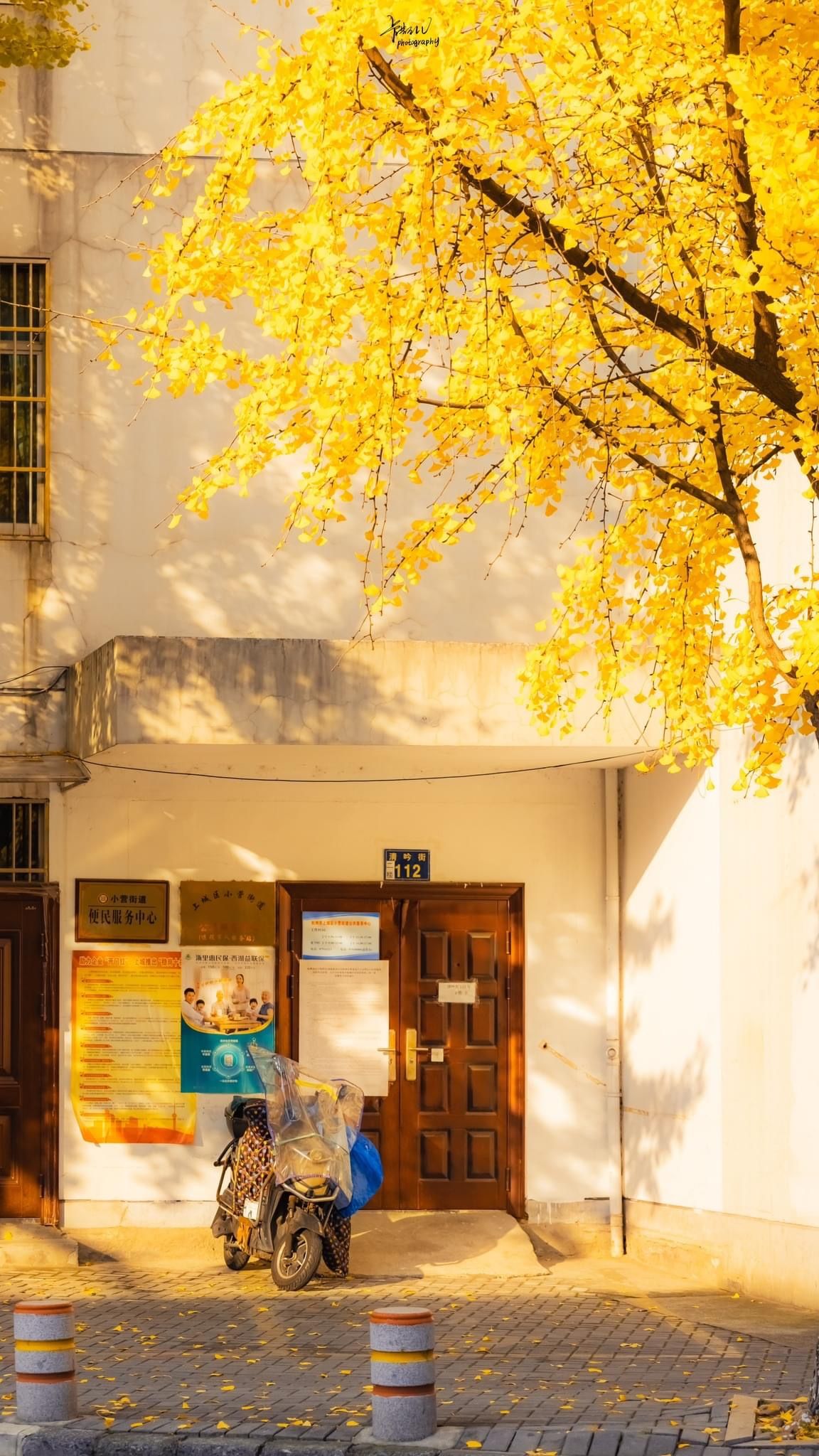 Ông bà dặn con cháu: Trông sân biết lộc, nhìn ngõ rõ phúc - Sân nhà có 5 cây này, cả năm chẳng lo nghèo- Ảnh 5.