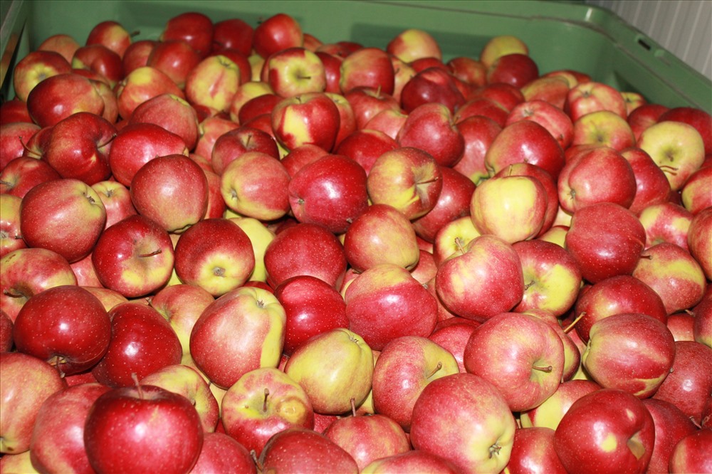 10 loại quả giàu collagen càng ăn tóc càng chắc khỏe và dày mượt- Ảnh 1.