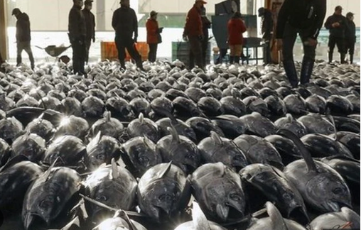 Một loại ‘siêu thực phẩm’ của Việt Nam đang được Nga cực kỳ ưa chuộng: Ưu đãi thuế nhập khẩu 0%, hơn 75 thị trường đang là khách ruột- Ảnh 1.