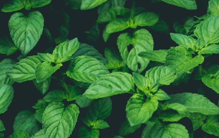 8 loại cây đuổi ruồi muỗi tốt nhất cho sân vườn của bạn- Ảnh 6. 8 loại cây đuổi ruồi muỗi tốt nhất cho sân vườn của bạn- Ảnh 6.