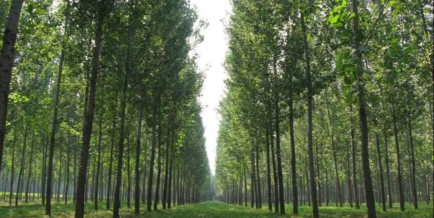 Người xưa dặn: Tránh xa 5 loại cây “âm” này vì dễ rước vận xấu vào nhà- Ảnh 2.