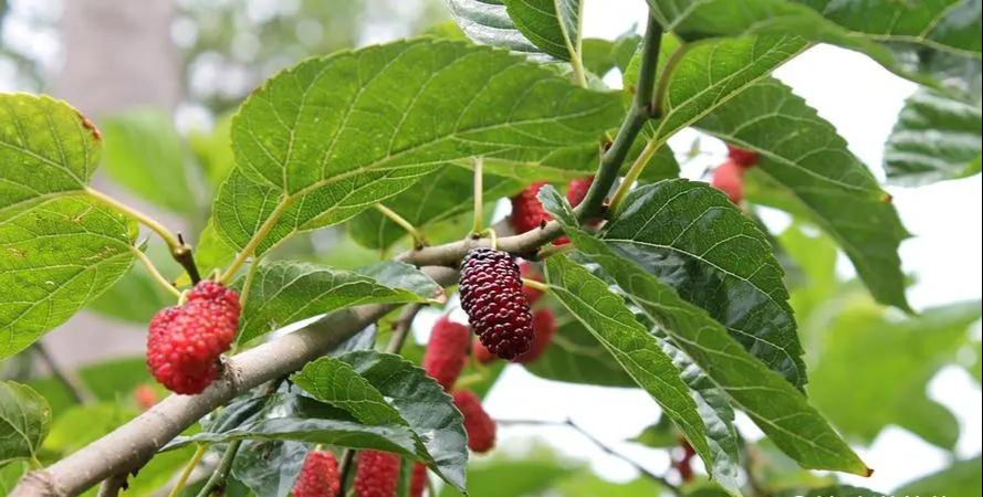 Người xưa dặn: Tránh xa 5 loại cây “âm” này vì dễ rước vận xấu vào nhà- Ảnh 4.