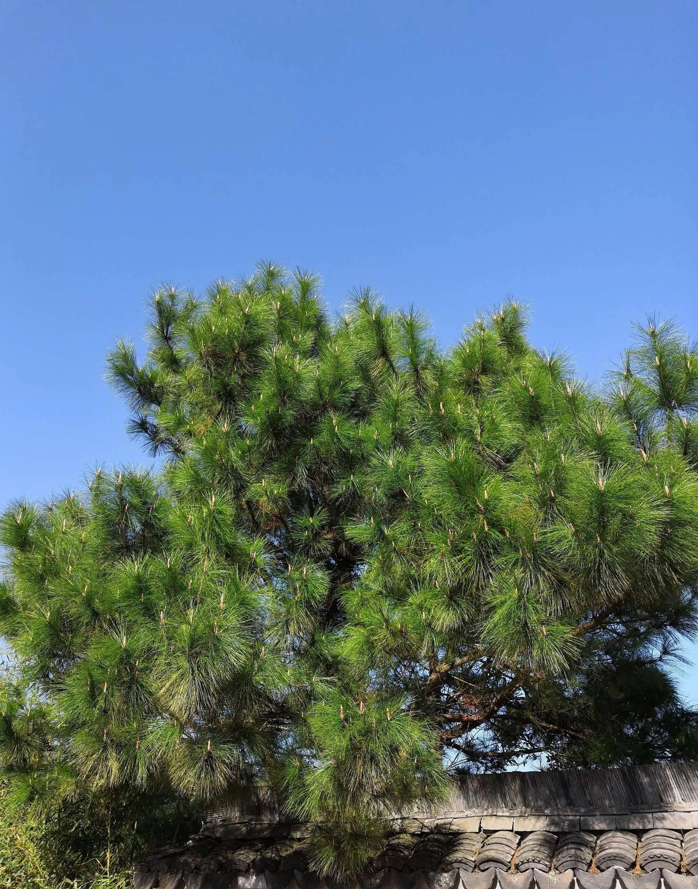 Người xưa dặn: Tránh xa 5 loại cây “âm” này vì dễ rước vận xấu vào nhà- Ảnh 5.