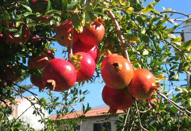 Ông bà dặn con cháu: Trông sân biết lộc, nhìn ngõ rõ phúc - Sân nhà có 5 cây này, cả năm chẳng lo nghèo- Ảnh 1.