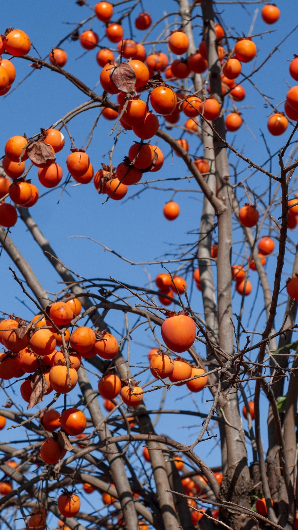 Ông bà dặn con cháu: Trông sân biết lộc, nhìn ngõ rõ phúc - Sân nhà có 5 cây này, cả năm chẳng lo nghèo- Ảnh 4.