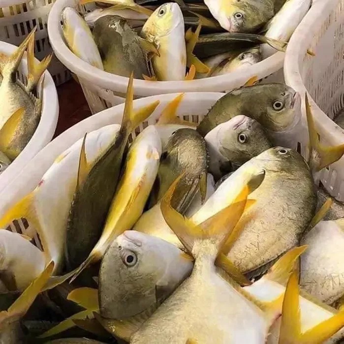 Loại cá đứng đầu Loại cá đứng đầu