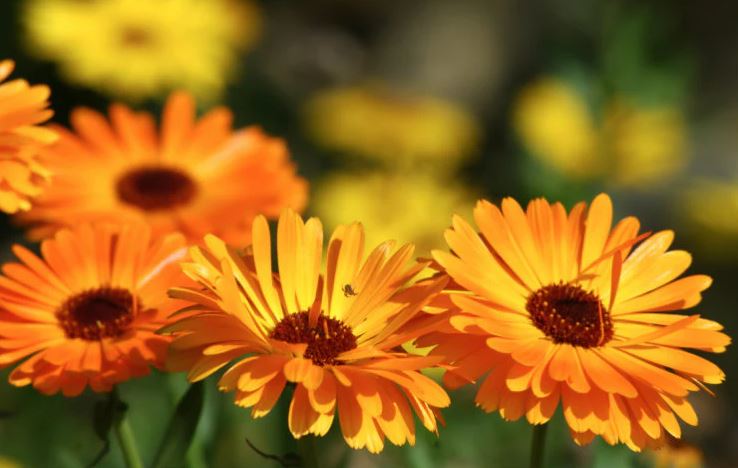 8 loại cây đuổi ruồi muỗi tốt nhất cho sân vườn của bạn- Ảnh 8. 8 loại cây đuổi ruồi muỗi tốt nhất cho sân vườn của bạn- Ảnh 8.