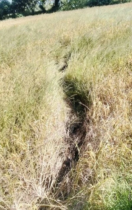 Cánh đồng gần chùa bỗng đổi dạng trong một đêm, dân làng xôn xao 