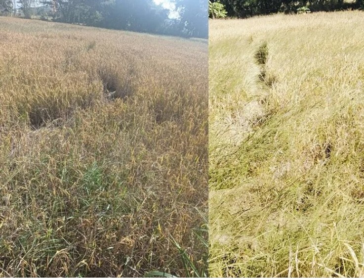 Cánh đồng gần chùa bỗng đổi dạng trong một đêm, dân làng xôn xao 