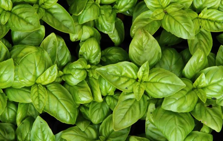 8 loại cây đuổi ruồi muỗi tốt nhất cho sân vườn của bạn- Ảnh 5. 8 loại cây đuổi ruồi muỗi tốt nhất cho sân vườn của bạn- Ảnh 5.