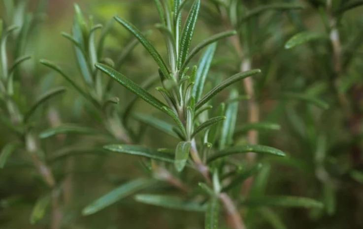 8 loại cây đuổi ruồi muỗi tốt nhất cho sân vườn của bạn- Ảnh 7. 8 loại cây đuổi ruồi muỗi tốt nhất cho sân vườn của bạn- Ảnh 7.