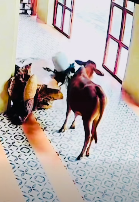 Ngã ngửa với hình ảnh từ camera 