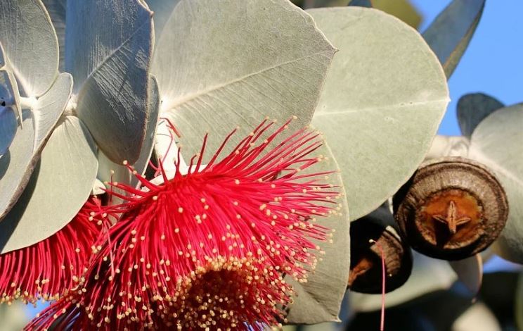 8 loại cây đuổi ruồi muỗi tốt nhất cho sân vườn của bạn- Ảnh 2. 8 loại cây đuổi ruồi muỗi tốt nhất cho sân vườn của bạn- Ảnh 2.