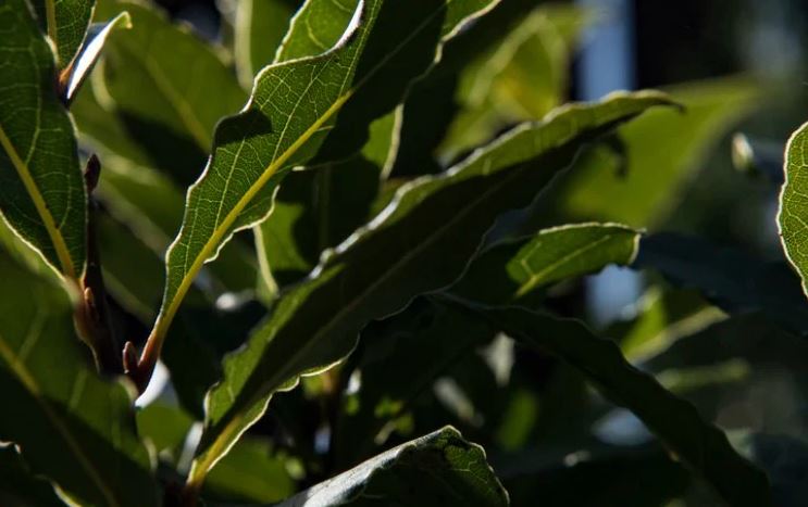 8 loại cây đuổi ruồi muỗi tốt nhất cho sân vườn của bạn- Ảnh 4. 8 loại cây đuổi ruồi muỗi tốt nhất cho sân vườn của bạn- Ảnh 4.