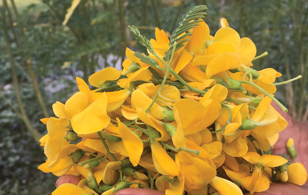 5 loại rau đặc sản miền Tây: Ăn 1 lần là nhớ mãi, đi chợ mà thấy phải MUA ngay- Ảnh 2.