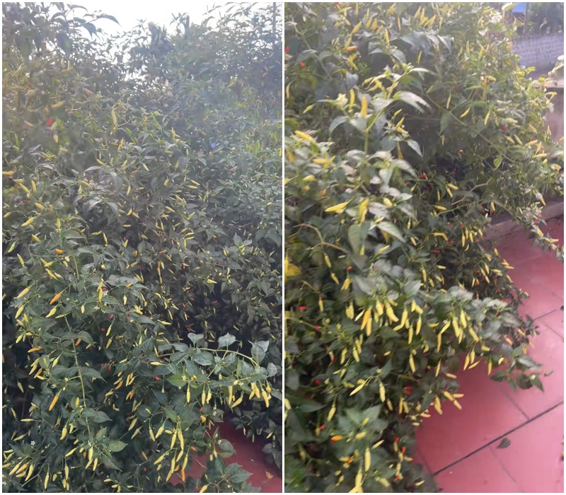 Cây ớt “cổ thụ” khiến 3 triệu người tò mò, nguồn gốc còn lạ hơn- Ảnh 1.