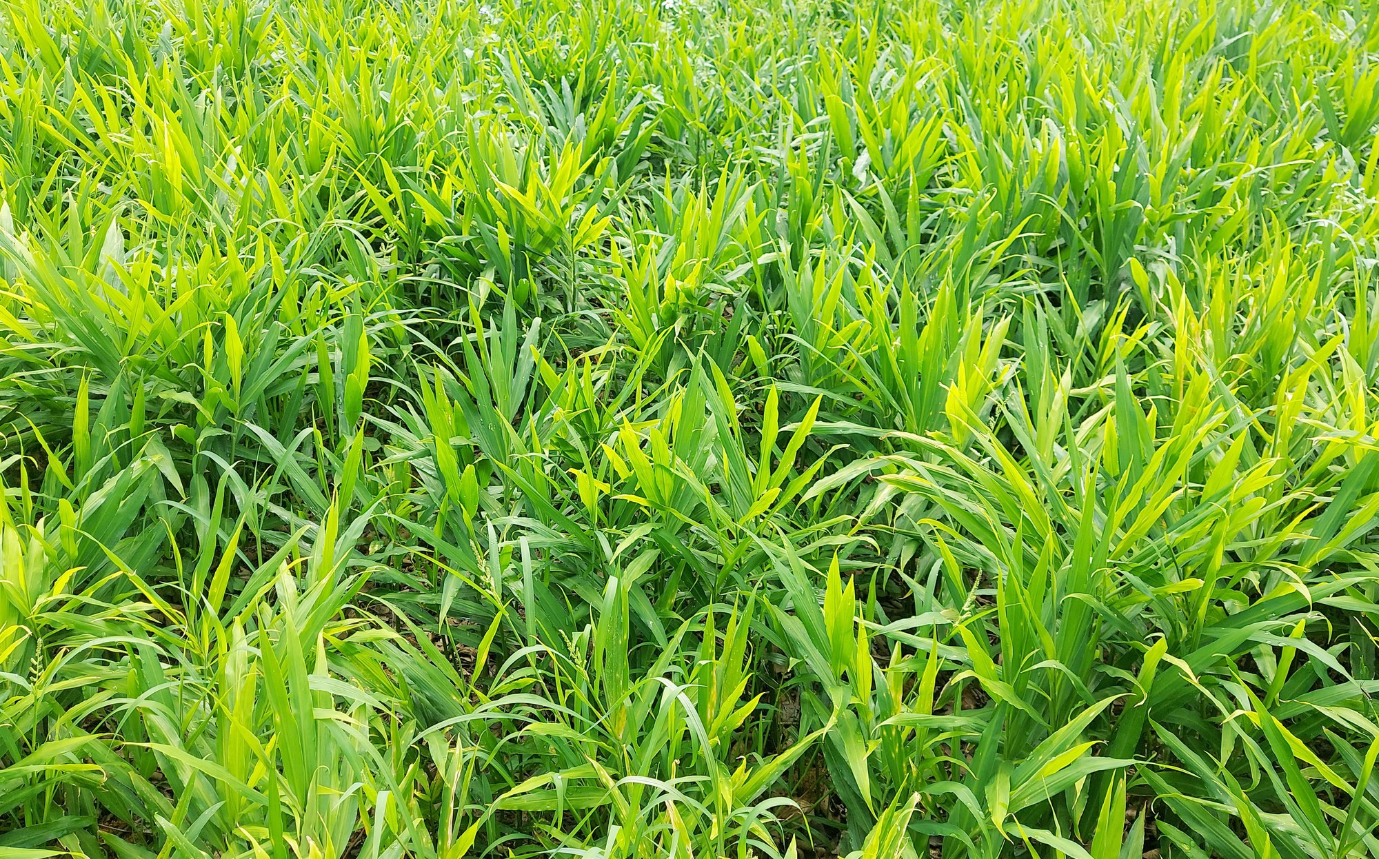 "Mỏ vàng" dưới lòng đất ở vùng cực Bắc Tổ quốc giúp nông dân có trong tay hàng trăm triệu/vụ- Ảnh 1.