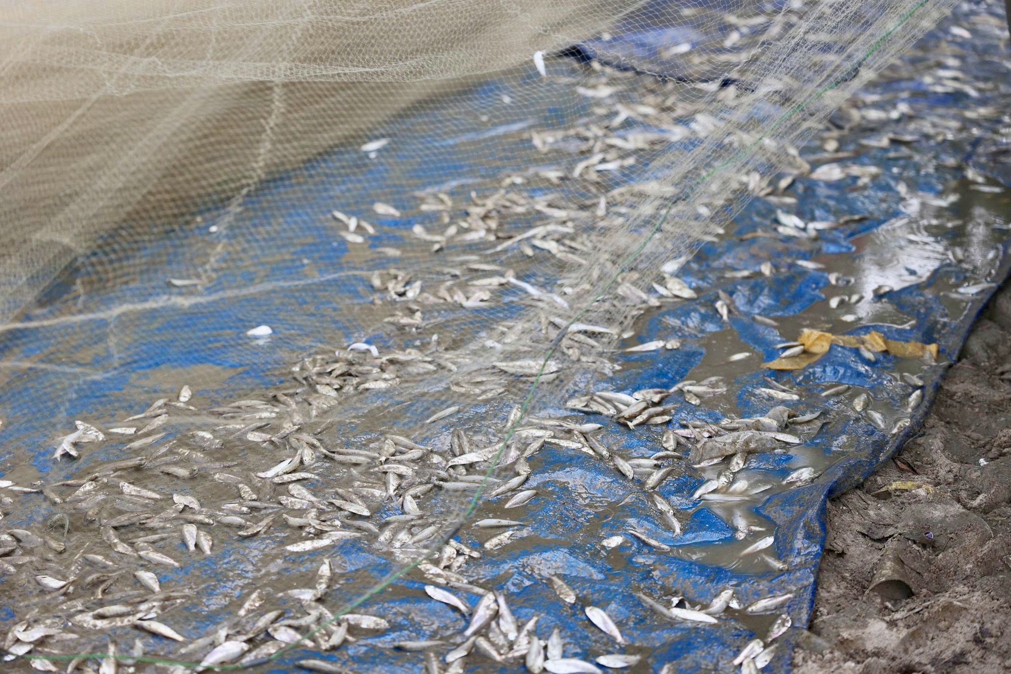 Hình ảnh ngư dân TP HCM trúng mùa cá mai "lộc trời"- Ảnh 3.