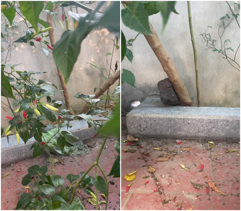 Cây ớt “cổ thụ” khiến 3 triệu người tò mò, nguồn gốc còn lạ hơn- Ảnh 2.