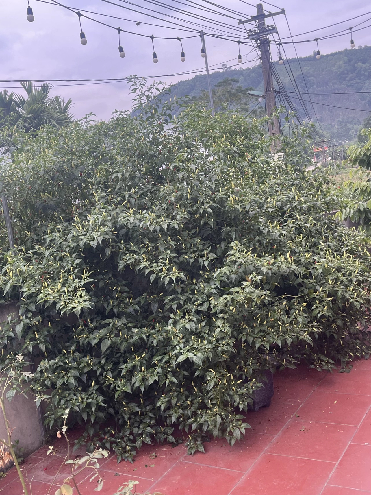 Cây ớt “cổ thụ” khiến 3 triệu người tò mò, nguồn gốc còn lạ hơn- Ảnh 3.