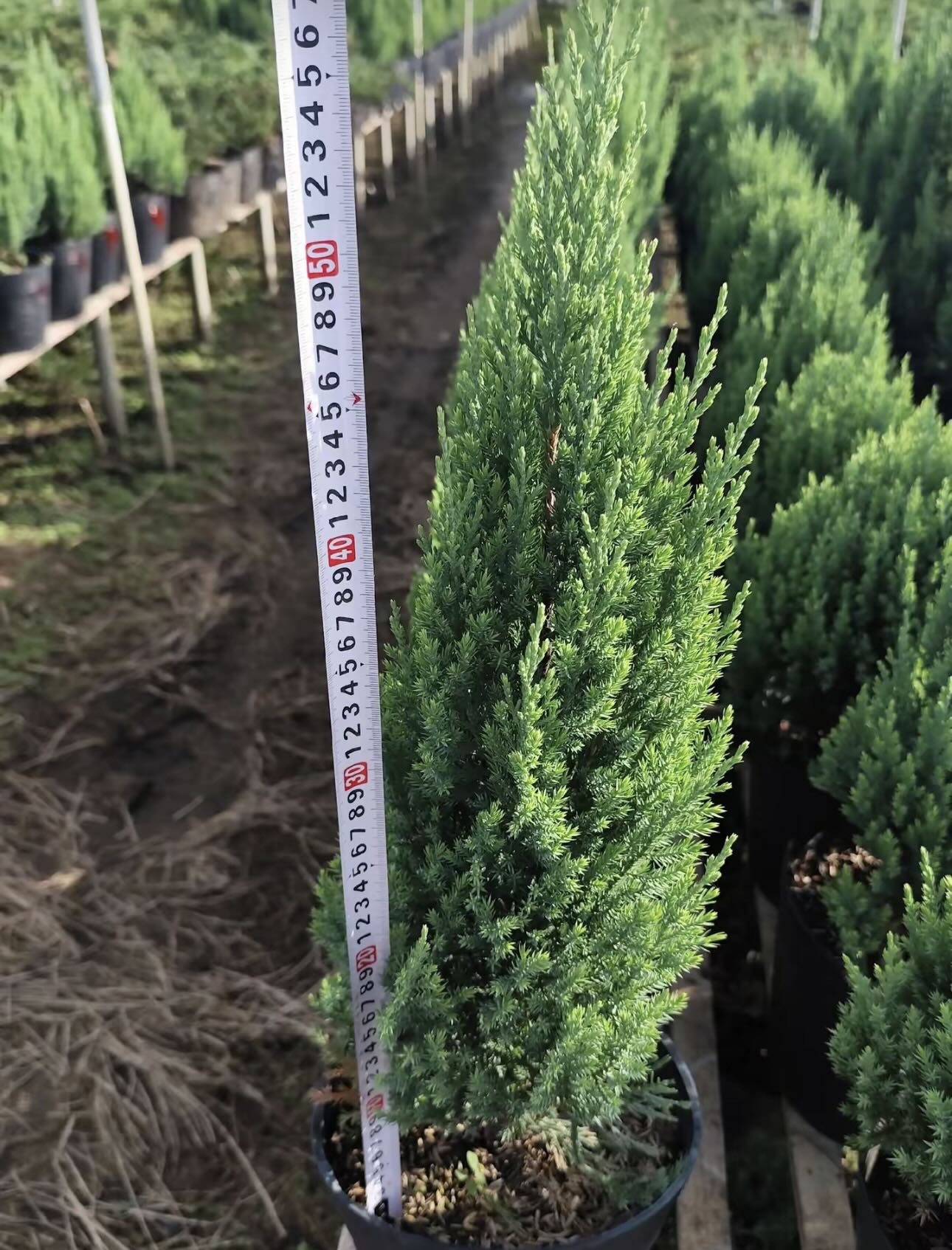 Sơn tùng giá rẻ bèo, được săn đón nhất dịp Giáng sinh- Ảnh 3.