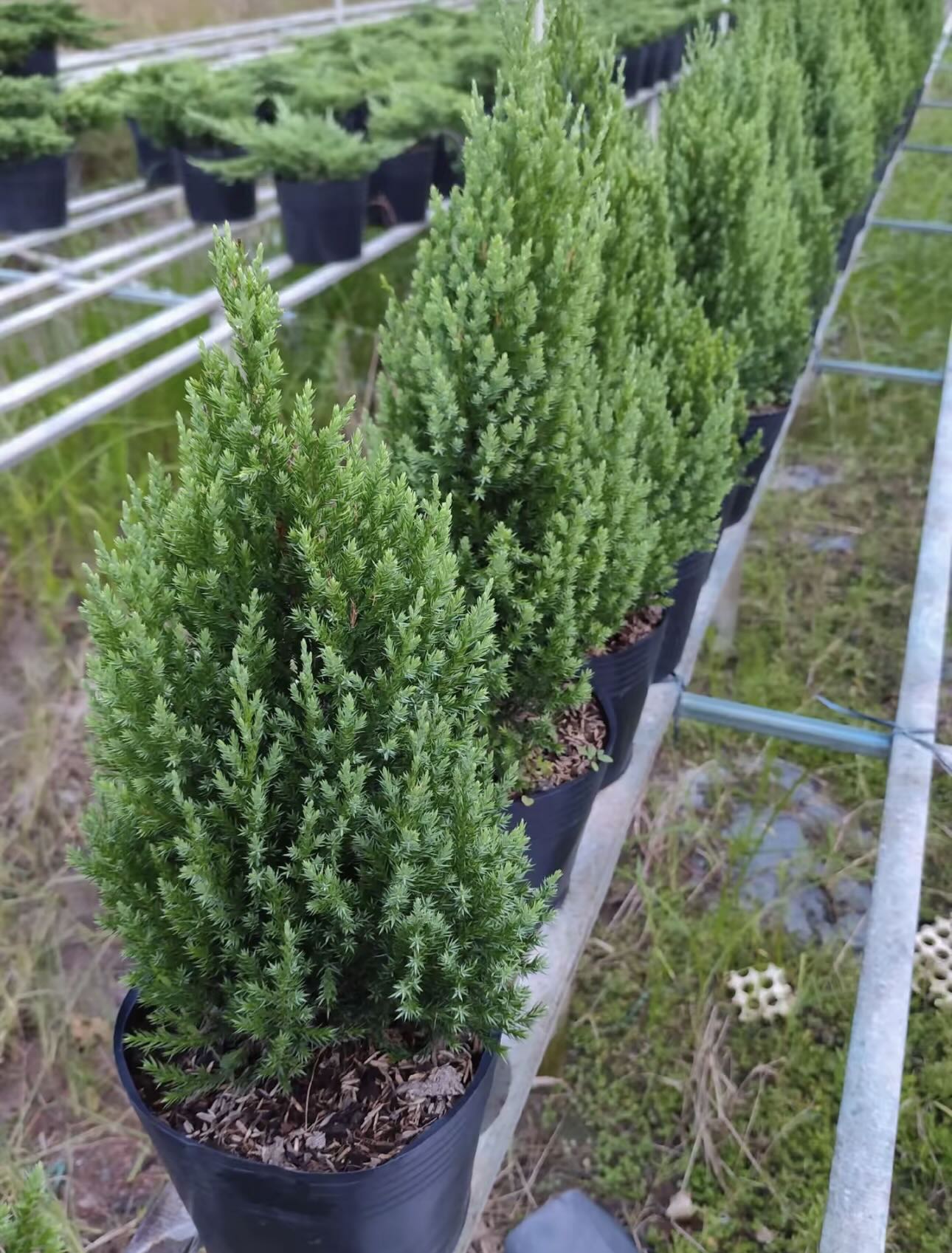 Sơn tùng giá rẻ bèo, được săn đón nhất dịp Giáng sinh- Ảnh 5.