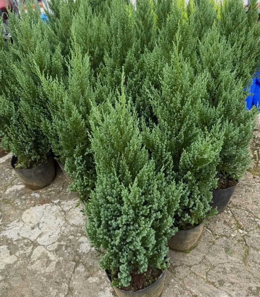 Sơn tùng giá rẻ bèo, được săn đón nhất dịp Giáng sinh- Ảnh 2.