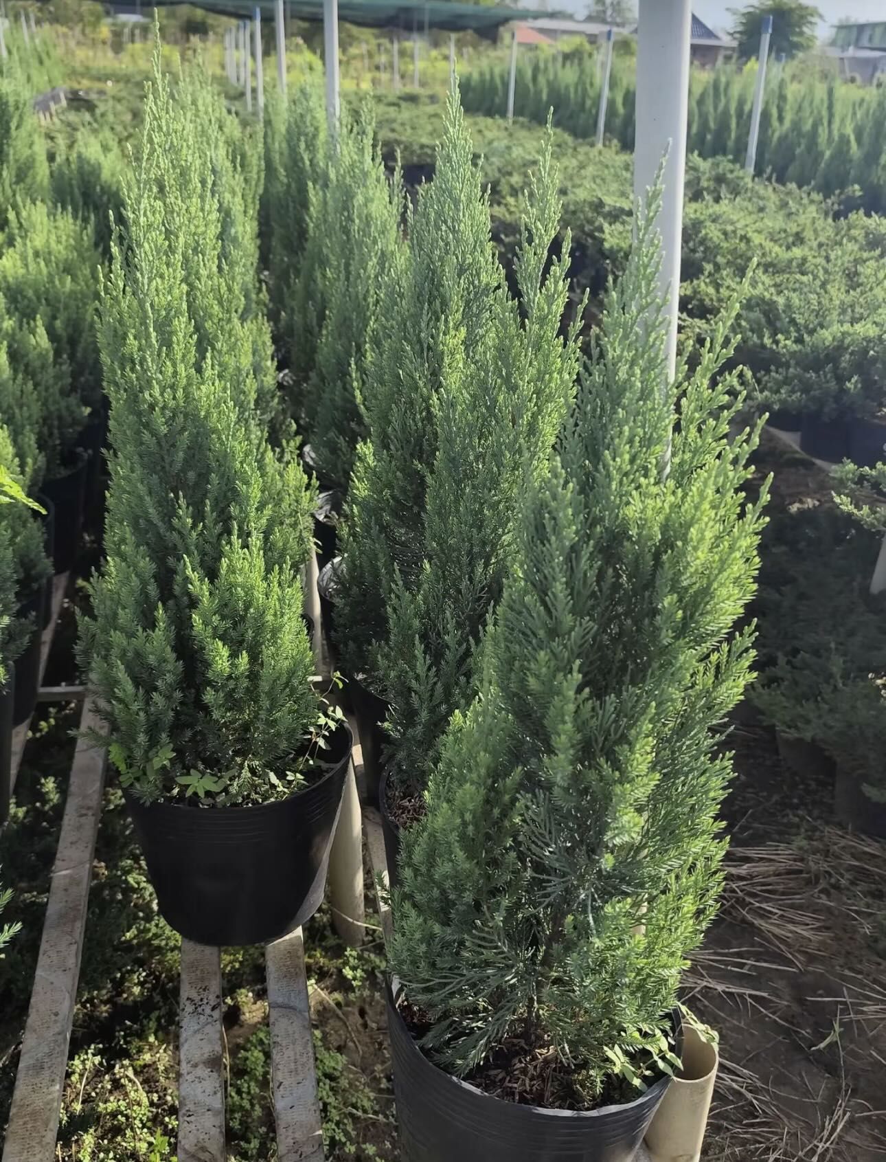 Sơn tùng giá rẻ bèo, được săn đón nhất dịp Giáng sinh- Ảnh 4.