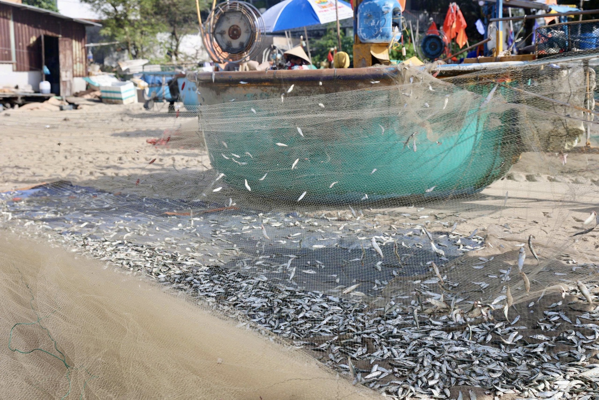 Hình ảnh ngư dân TP HCM trúng mùa cá mai "lộc trời"- Ảnh 6.