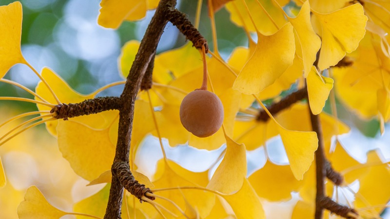 Trồng 5 cây trong nhà, gia chủ đắc tài đắc lộc, con cháu không lo nghèo khó- Ảnh 5.
