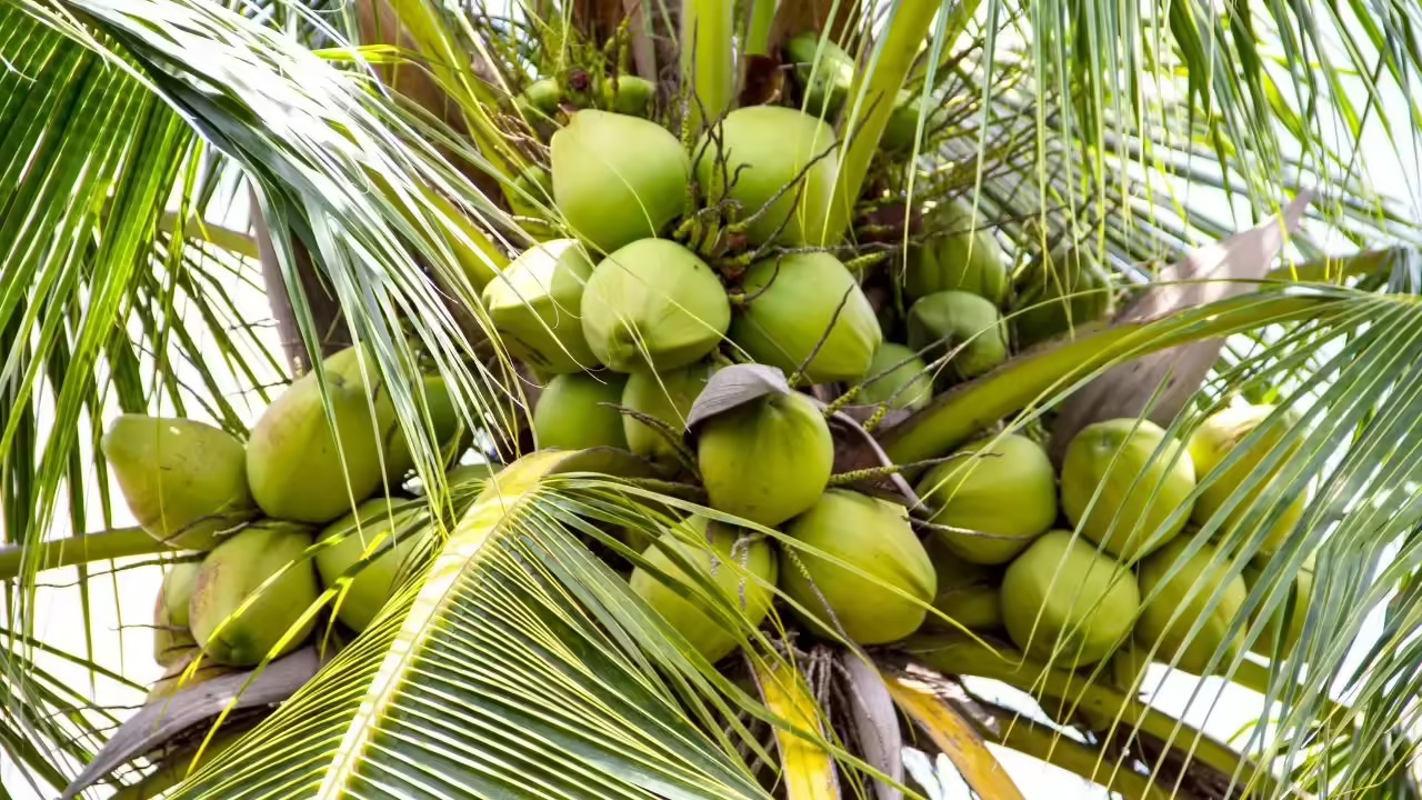 10 loại cây vô tình "gọi" rắn tới nhà: Nhiều gia đình trồng mà không biết- Ảnh 3.