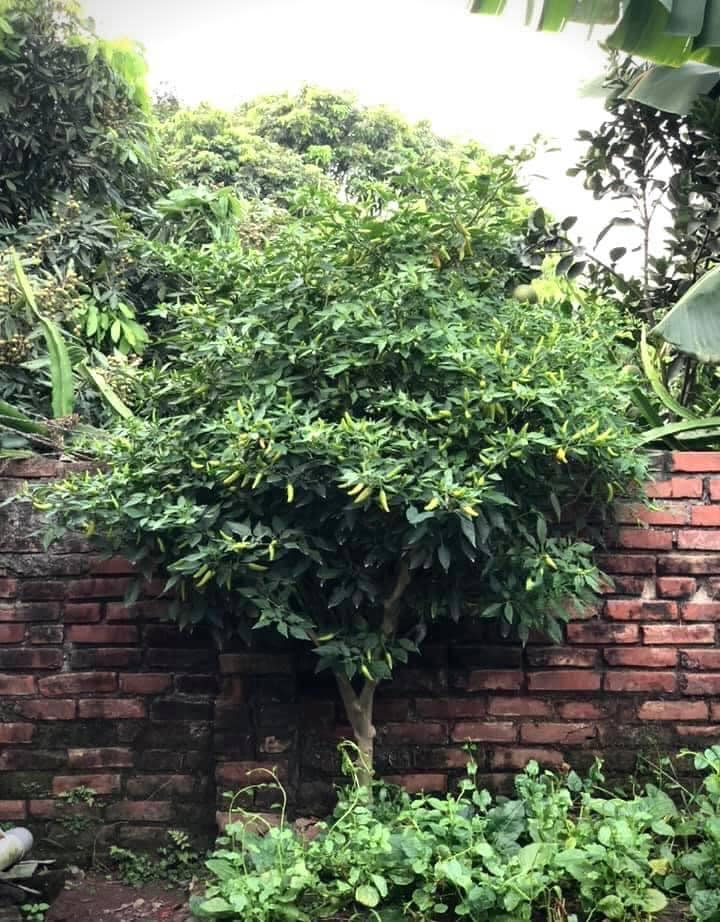 Cây ớt “cổ thụ” khiến 3 triệu người tò mò, nguồn gốc còn lạ hơn- Ảnh 4.