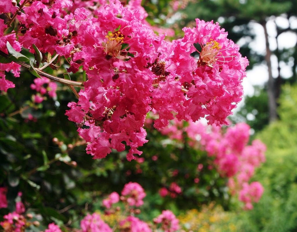 Loại cây là biểu tượng của thịnh vượng và bình an: Trồng một cây trong nhà, có được nhiều vị thuốc- Ảnh 2.