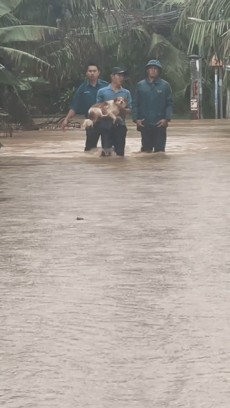 Khoảnh khắc giải cứu những chú cún giữa mưa lũ lịch sử ở miền Trung: Vì sinh mạng nào cũng quý giá- Ảnh 6.