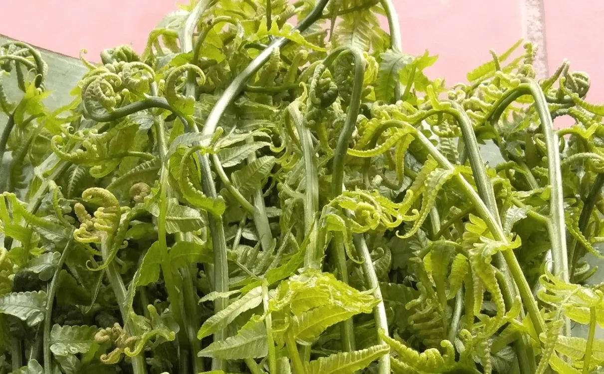 Loại rau tốt như thuốc bổ, người Trung Quốc ví là "rau trường sinh": Mọc dại đầy Việt Nam, ít người biết- Ảnh 1.