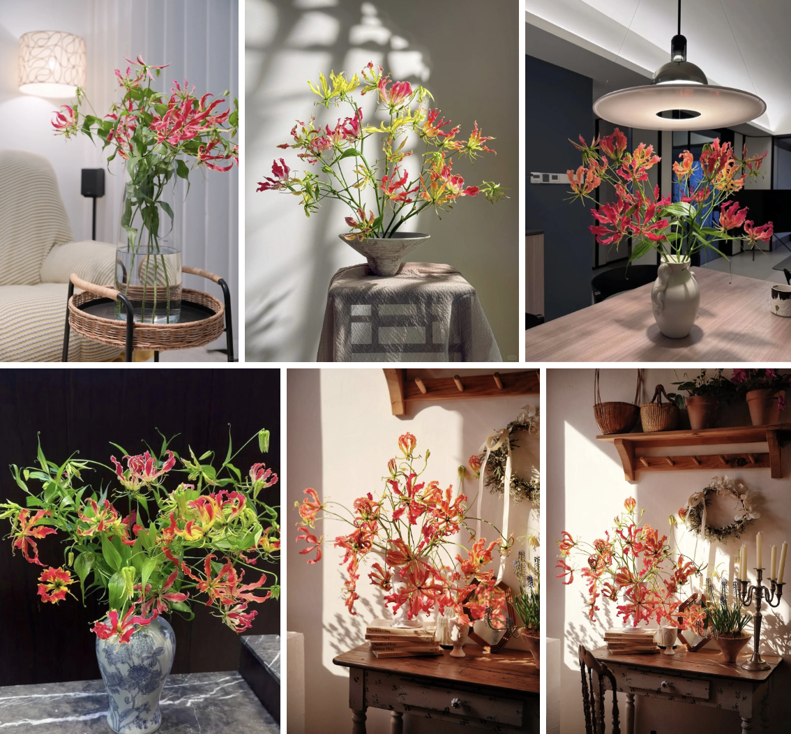 Hoa ngót nghẻo đẹp mê như bó lửa đỏ nhưng cực độc: Mẹ nào mê cắm Tết nhớ đọc kỹ trước khi mua- Ảnh 1.