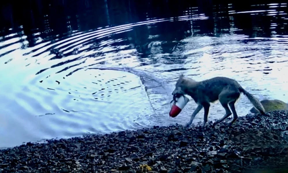 Phát hiện chấn động về hành vi chưa từng ghi nhận ở sói- Ảnh 1.