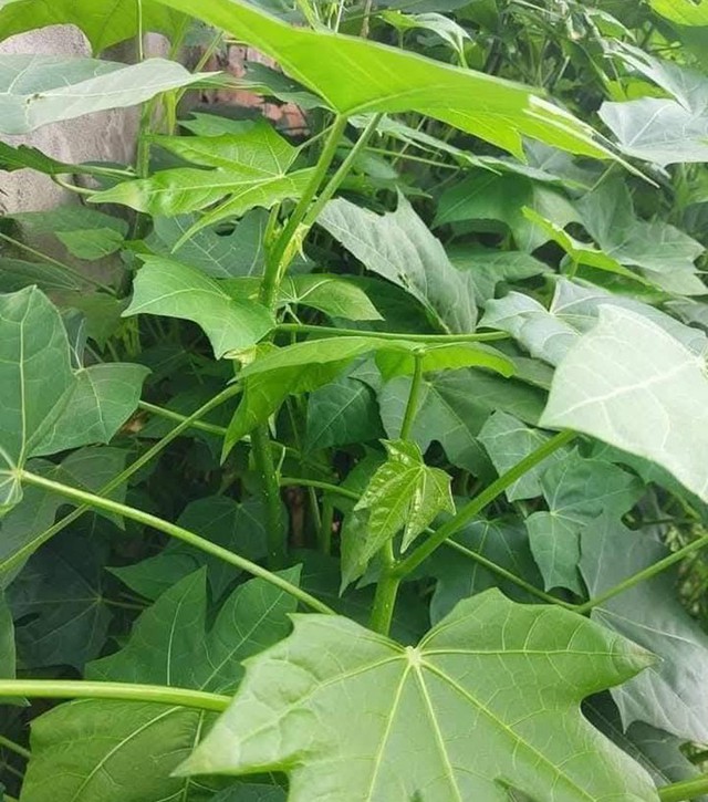 Cây rau nghe tên đã ngọt, trở thành món ăn lạ miệng được nhiều người ưa chuộng- Ảnh 1.