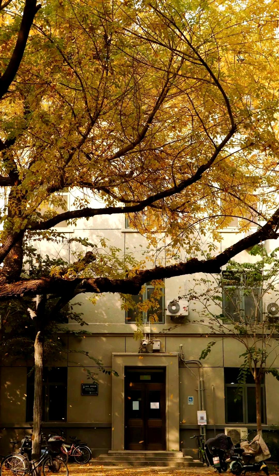 Có một ĐH được mệnh danh là "trường của những người nói tất cả thứ tiếng trên thế giới", khuôn viên mùa thu đẹp hơn phim- Ảnh 9.