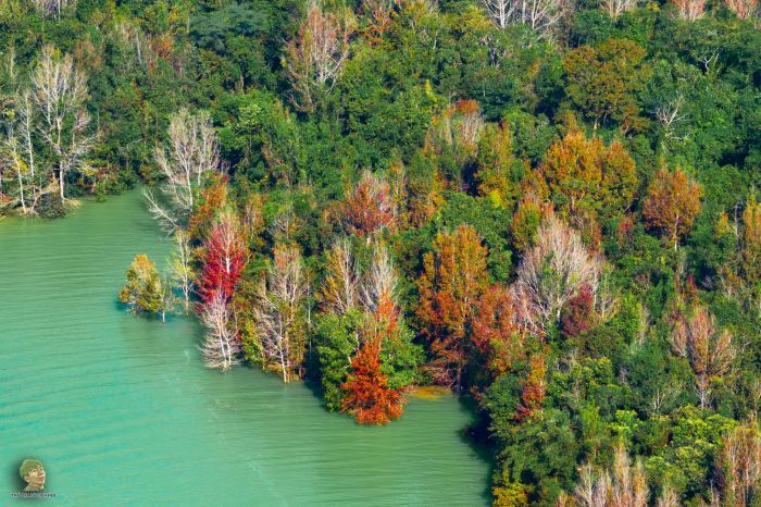 Không phải Hàn Quốc, Nhật Bản, đây là rừng phong ở Việt Nam: Du khách nhận xét 