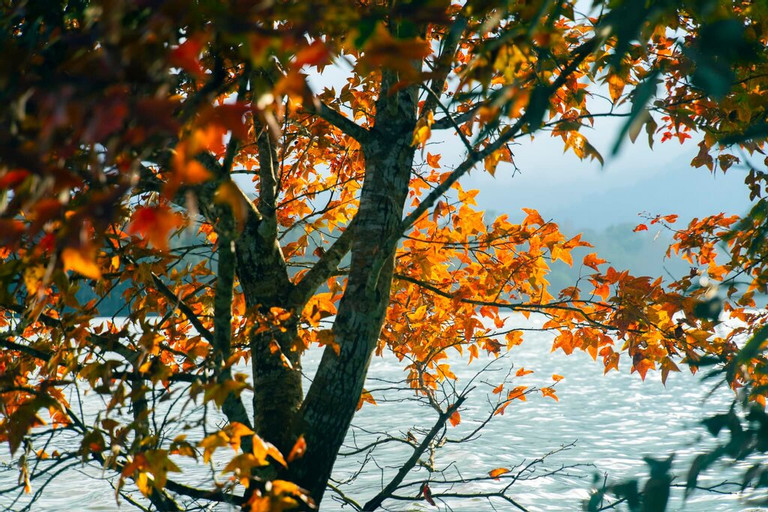 Không phải Hàn Quốc, Nhật Bản, đây là rừng phong ở Việt Nam: Du khách nhận xét 