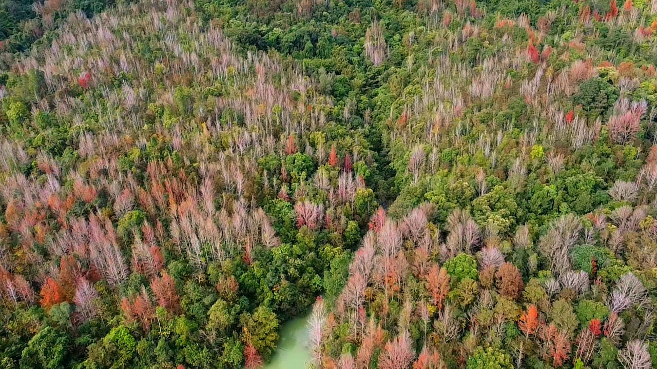 Không phải Hàn Quốc, Nhật Bản, đây là rừng phong ở Việt Nam: Du khách nhận xét 