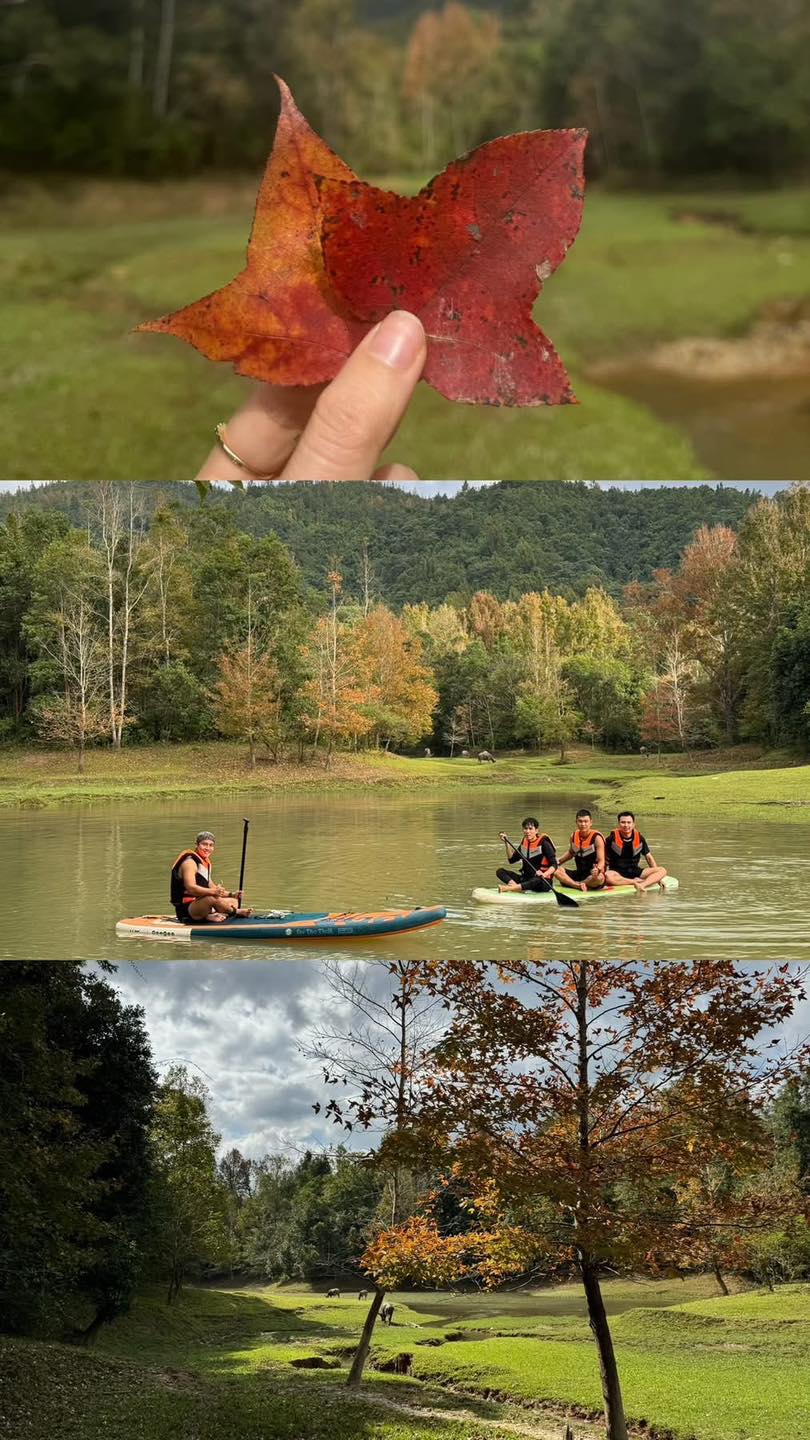 Không phải Hàn Quốc, Nhật Bản, đây là rừng phong ở Việt Nam: Du khách nhận xét 