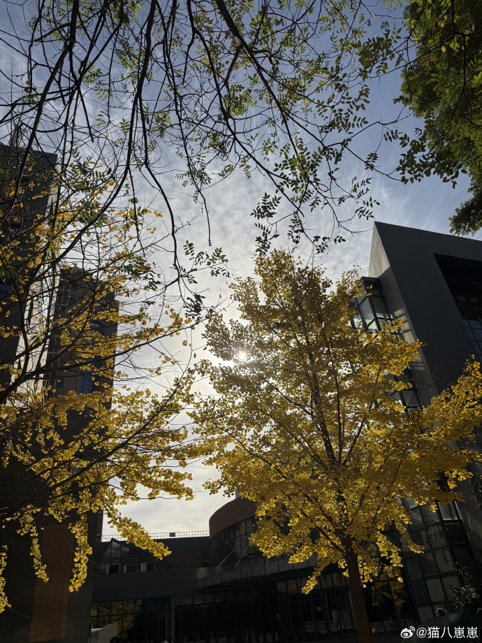 Có một ĐH được mệnh danh là "trường của những người nói tất cả thứ tiếng trên thế giới", khuôn viên mùa thu đẹp hơn phim- Ảnh 6.