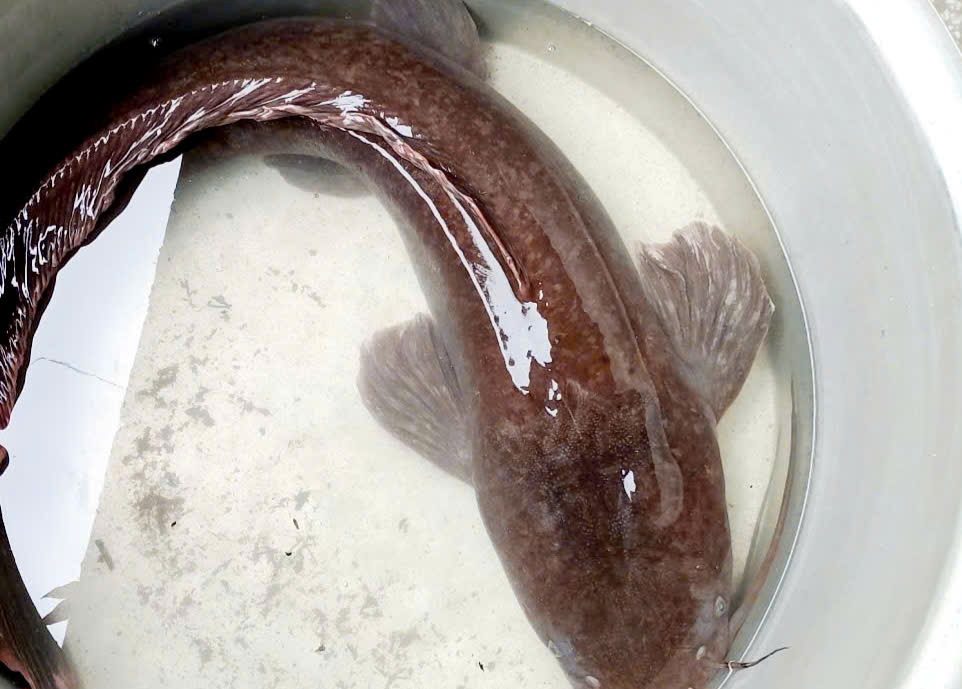 CLIP: Người dân ở An Giang đẩy côn bắt được con cá trê dài 1,4 m- Ảnh 1.