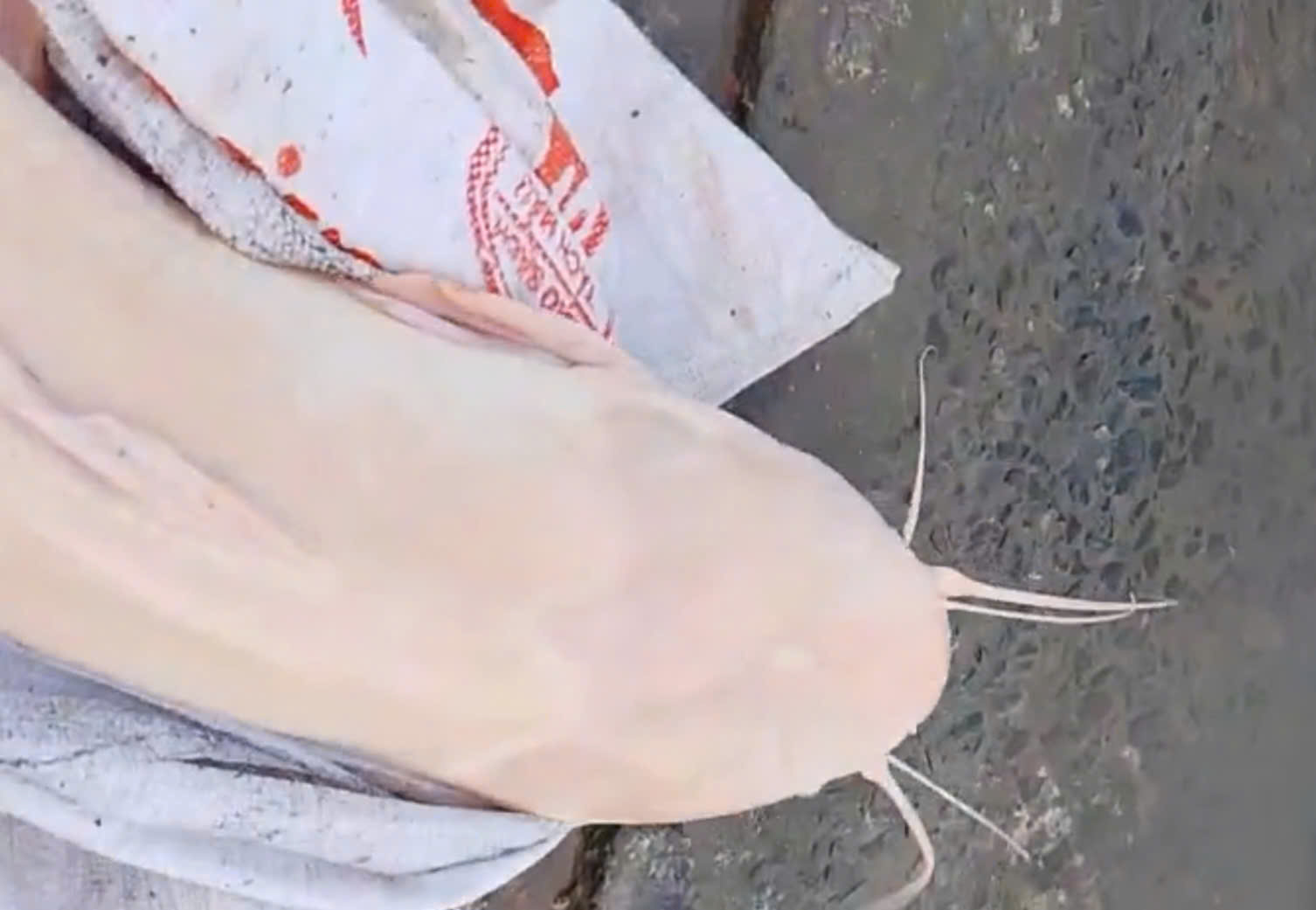 CLIP: Người dân ở An Giang đẩy côn bắt được con cá trê dài 1,4 m- Ảnh 2.