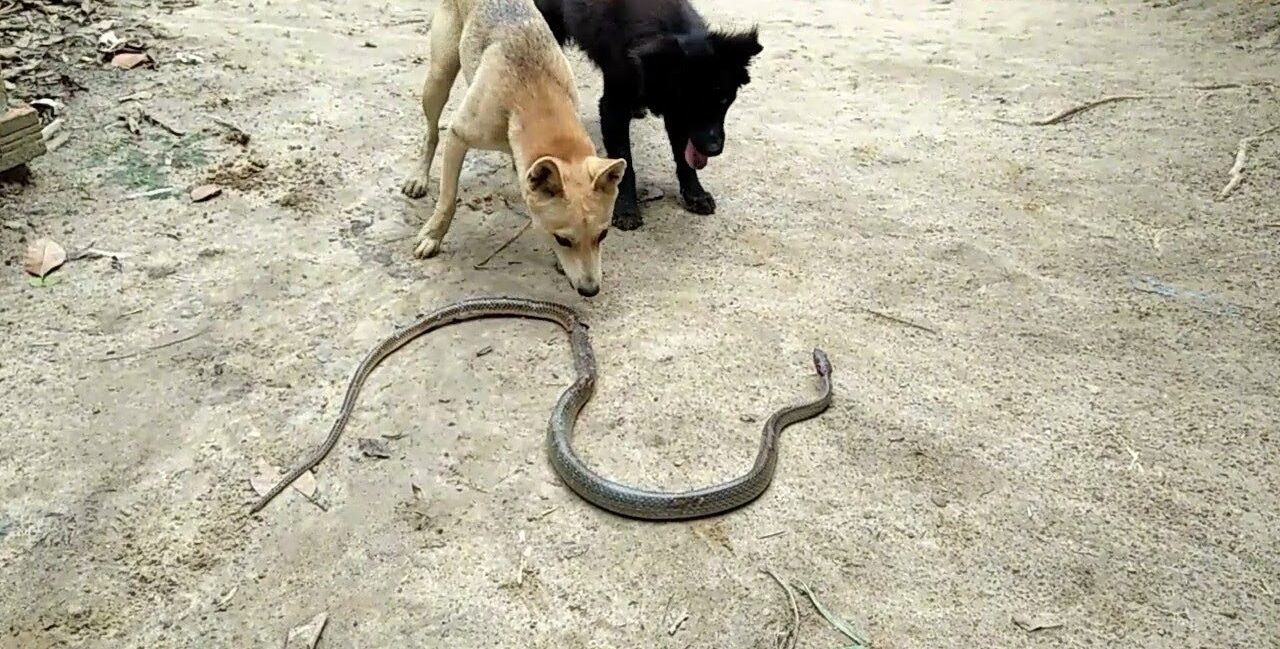 4 loài vật khiến rắn sợ run như cầy sấy- Ảnh 1.